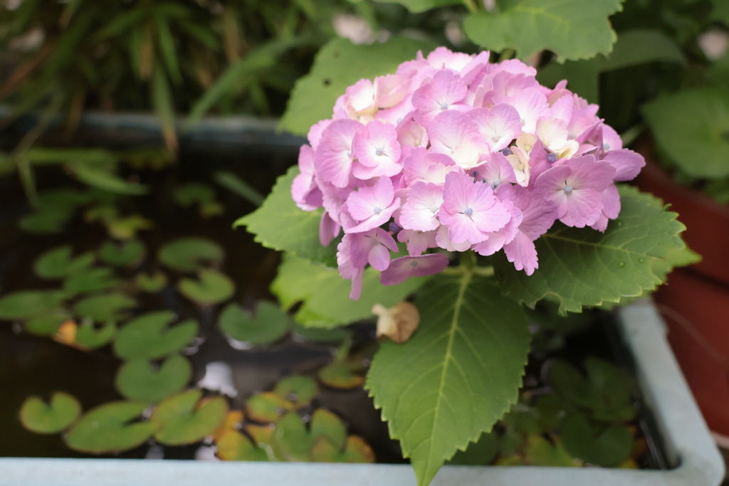 紫陽花➀