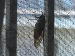 夏の風物詩！？