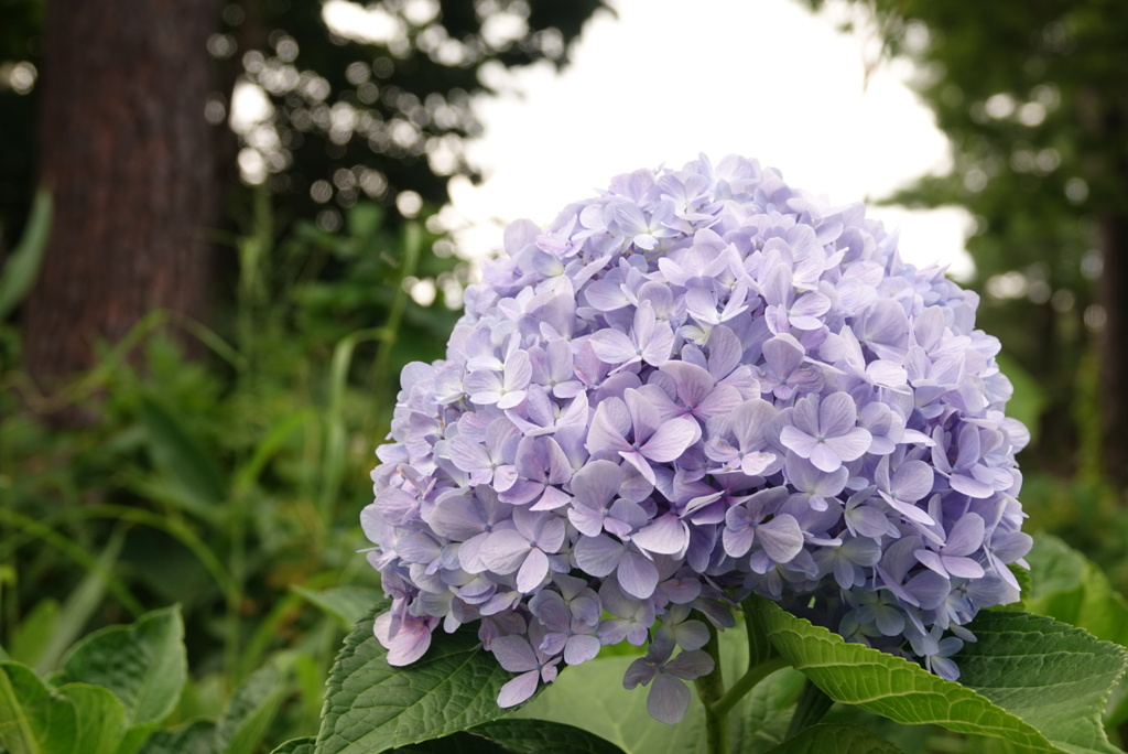 季節外れの紫陽花！？