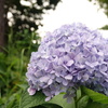 季節外れの紫陽花！？