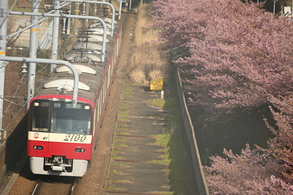 桜と2100系