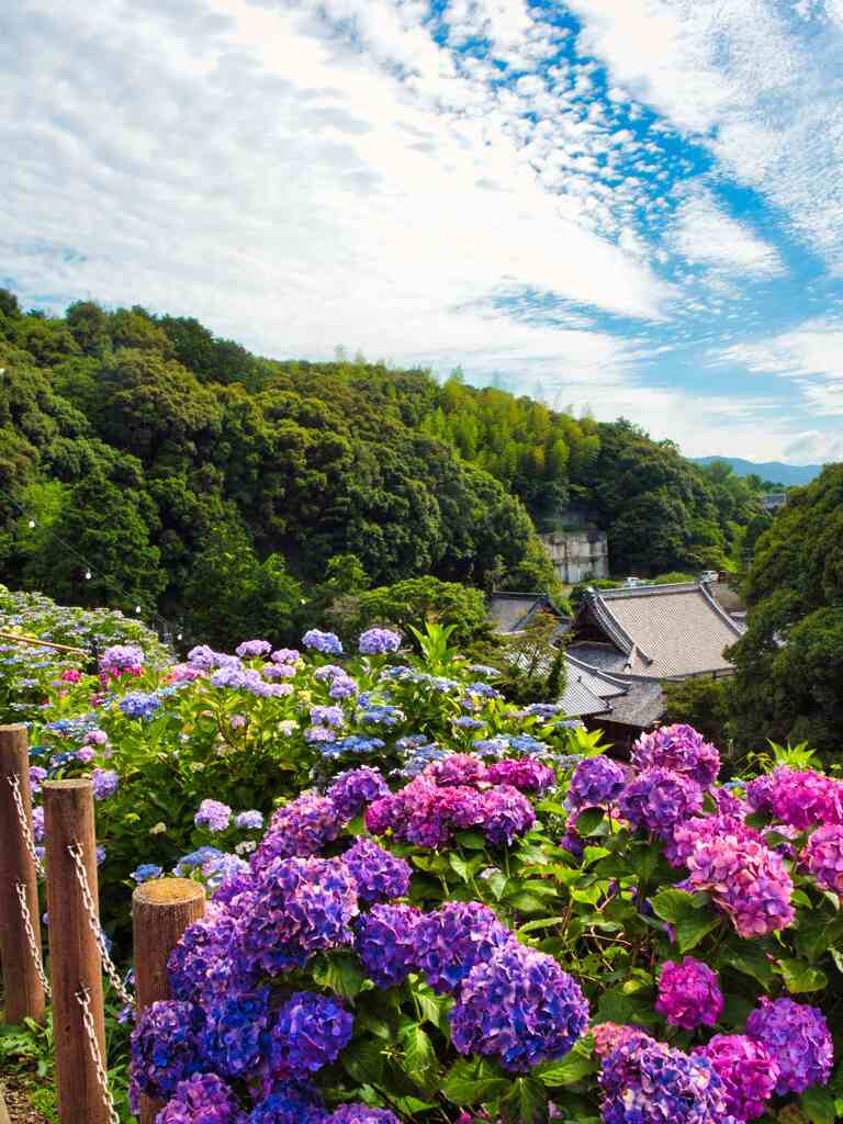 あじさい寺