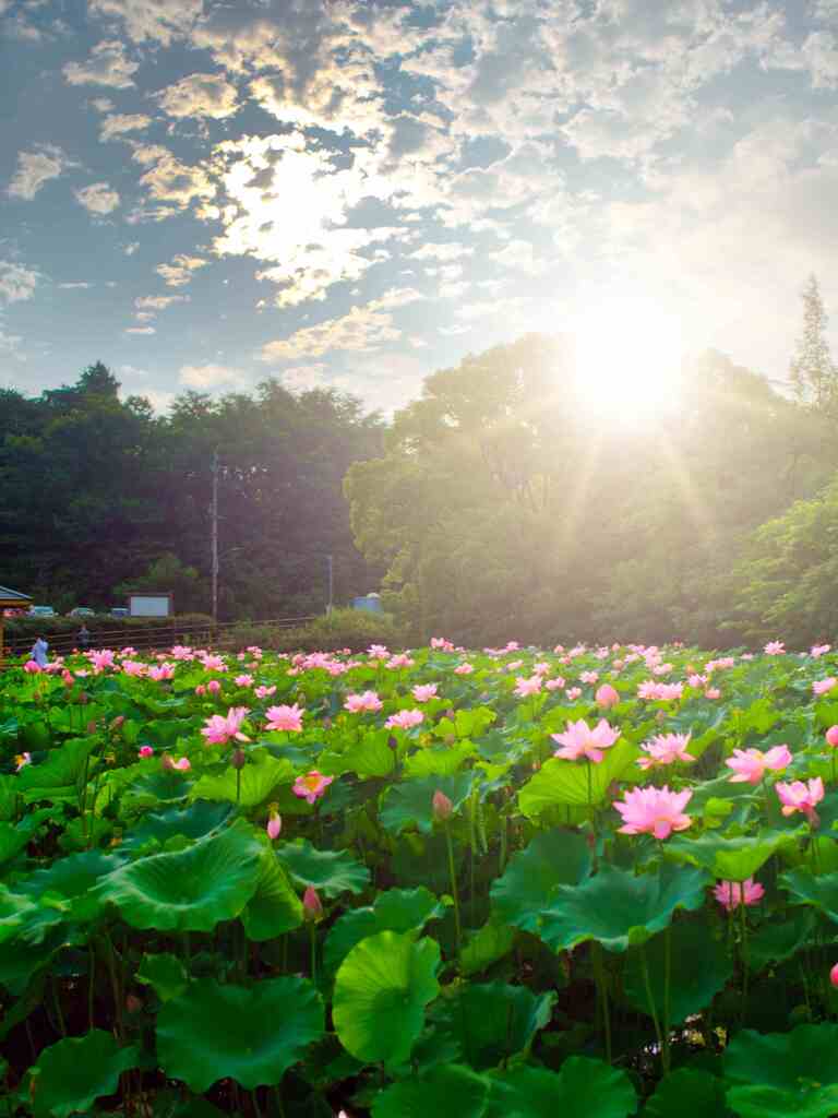 夏の朝日に照らされて