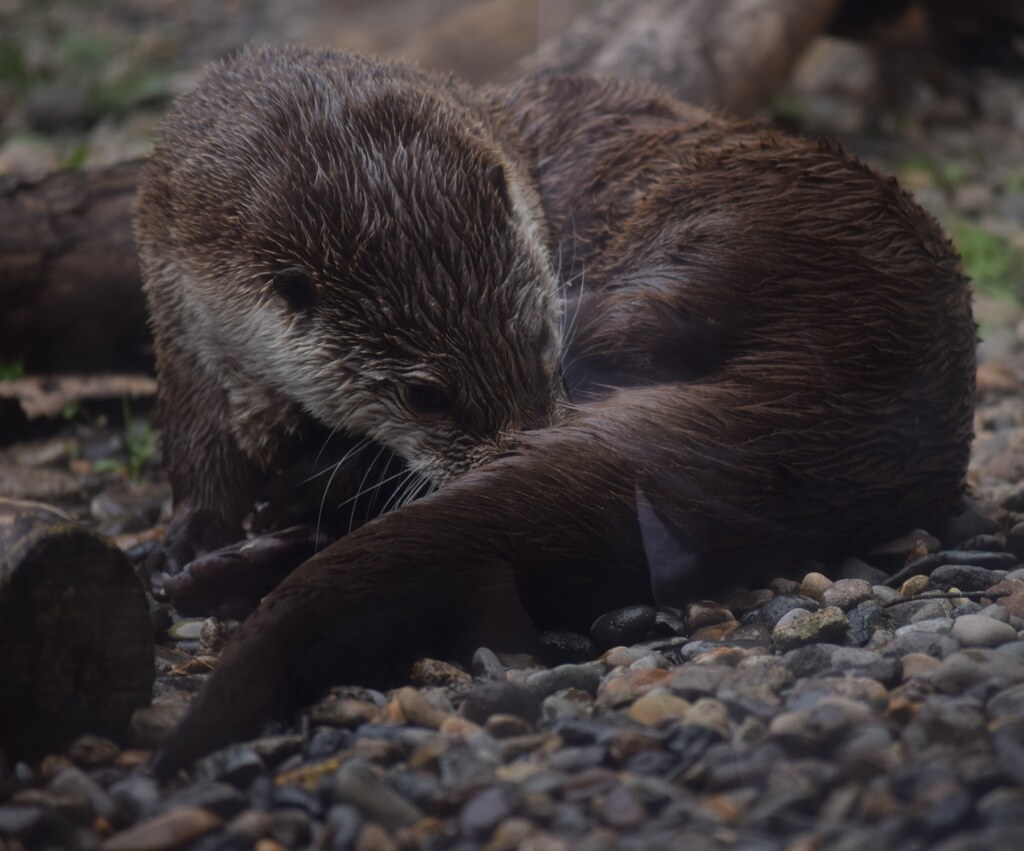 水に濡れたカワウソは可愛い
