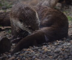 水に濡れたカワウソは可愛い