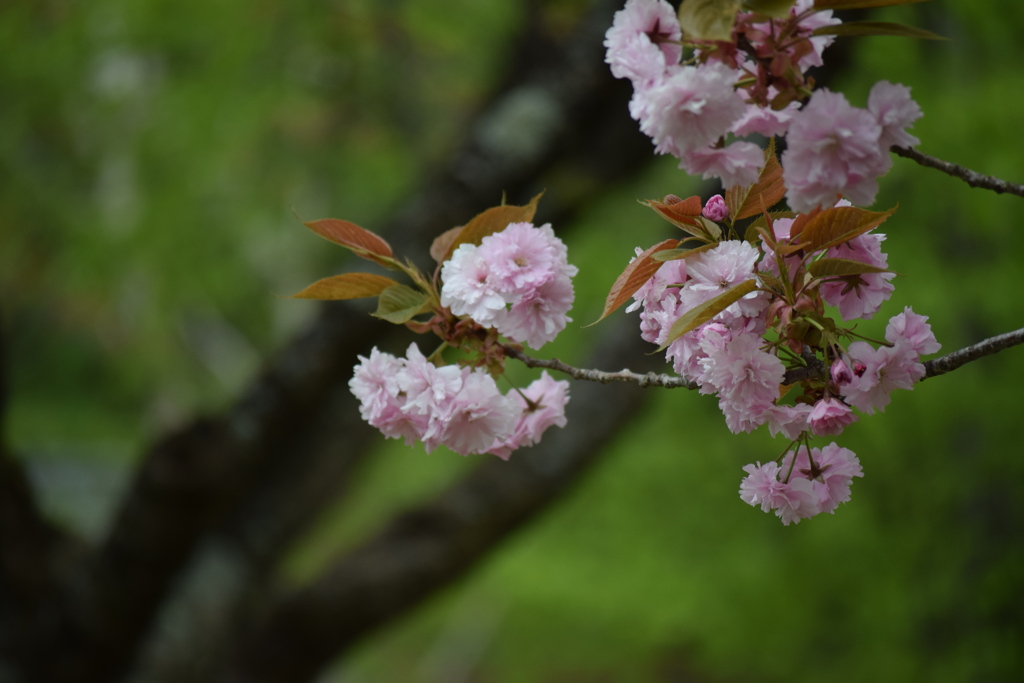 八重桜？