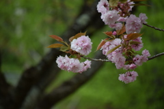 八重桜？