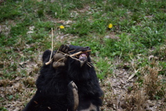 クマは黒ラブ？