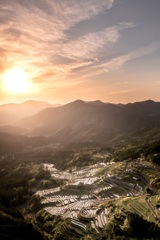 夕日に染まる棚田