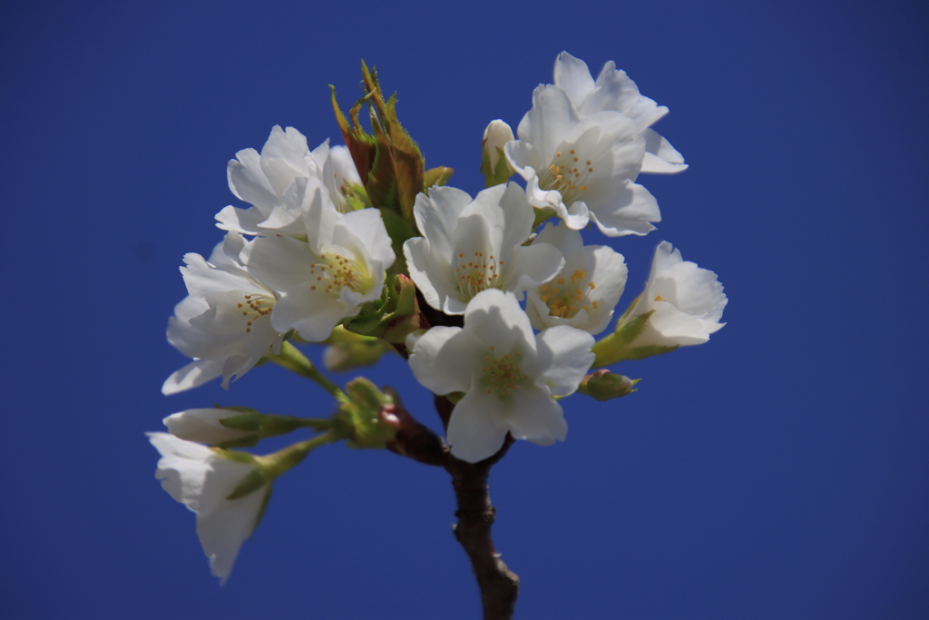 青空と桜2