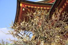 防府天満宮の白梅