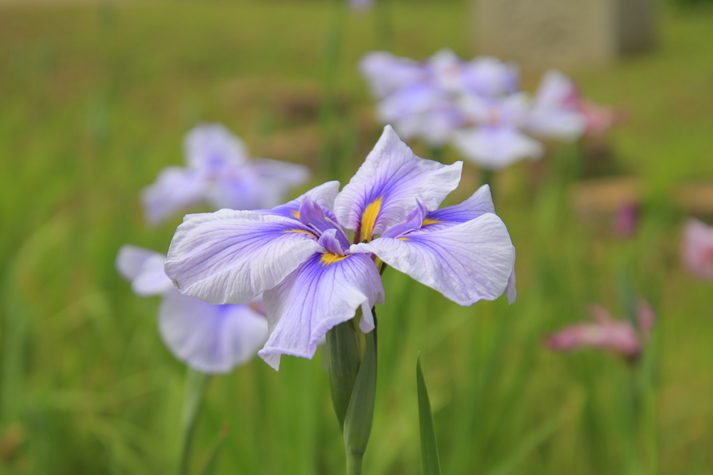 花菖蒲