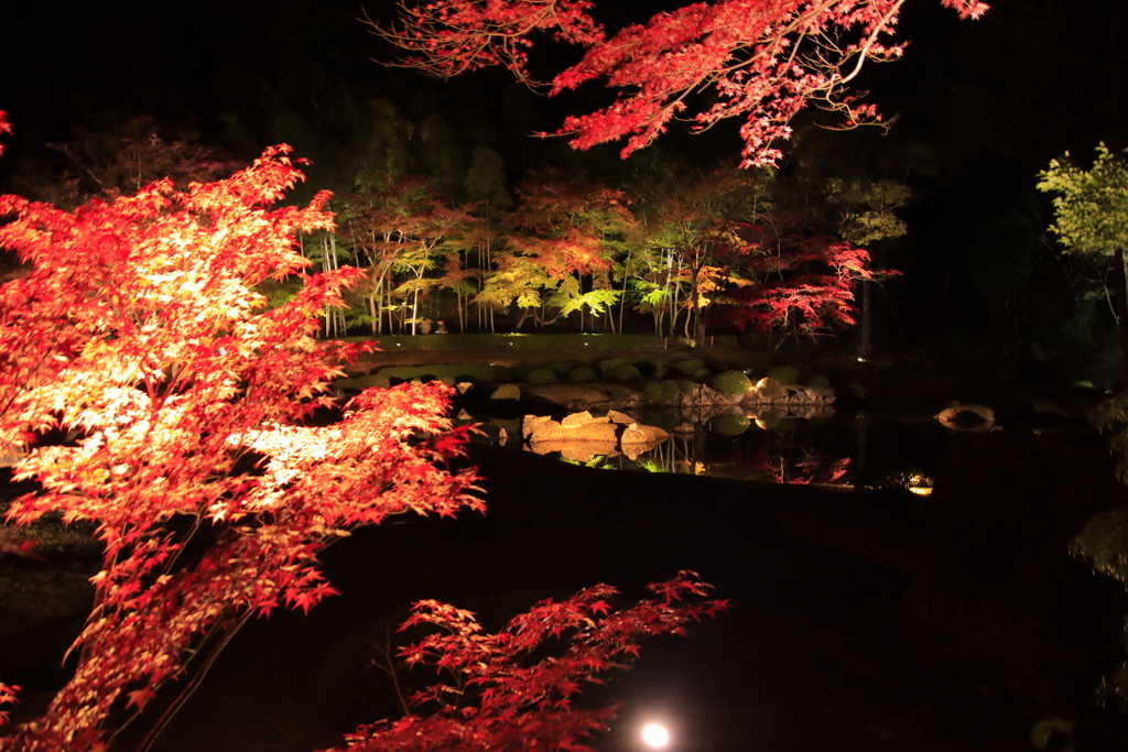 雪舟庭紅葉ライトアップ3