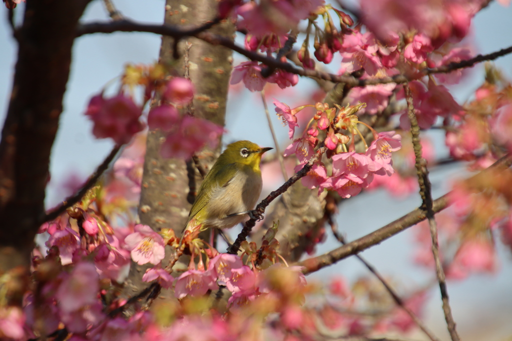 河津桜とメジロ