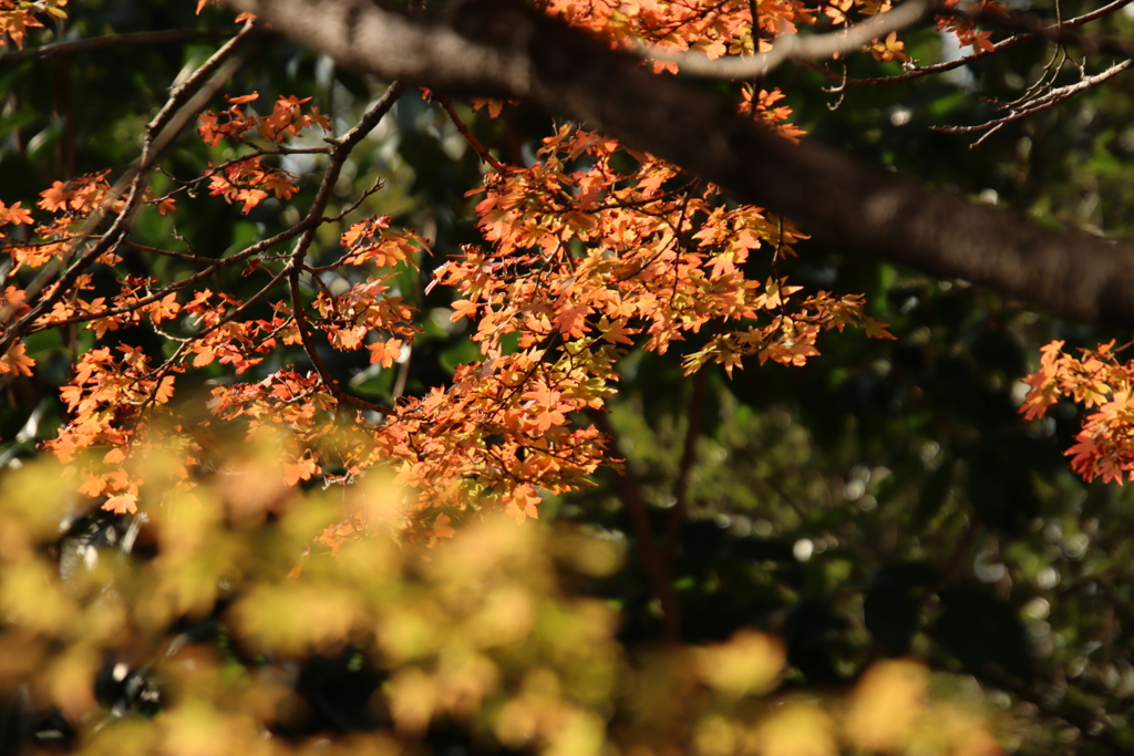 紅葉5