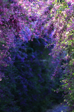 ハギのトンネル2