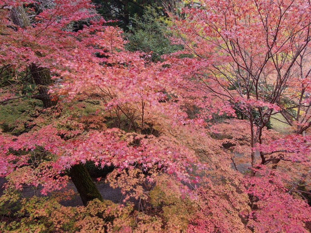 大寧寺紅葉2