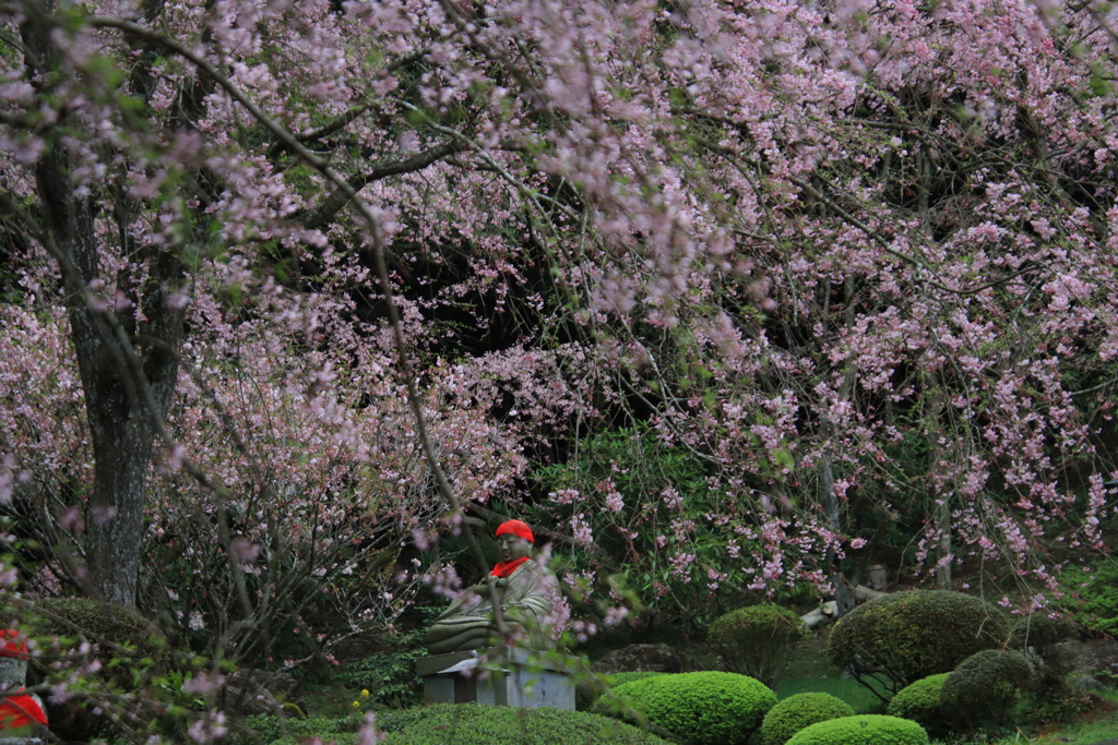 サクラとお地蔵様