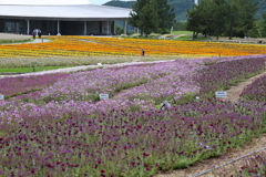 お花畑