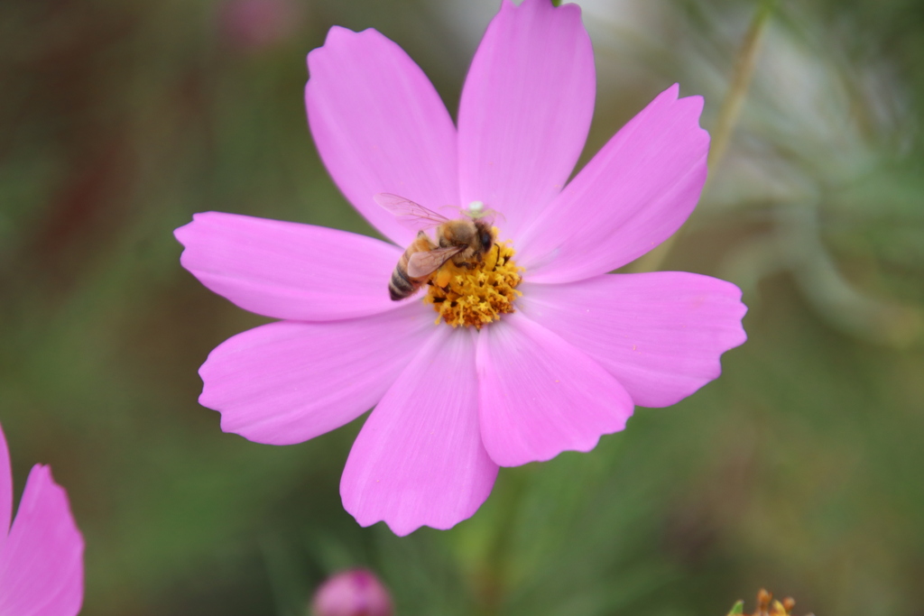 みつばちとこすもす