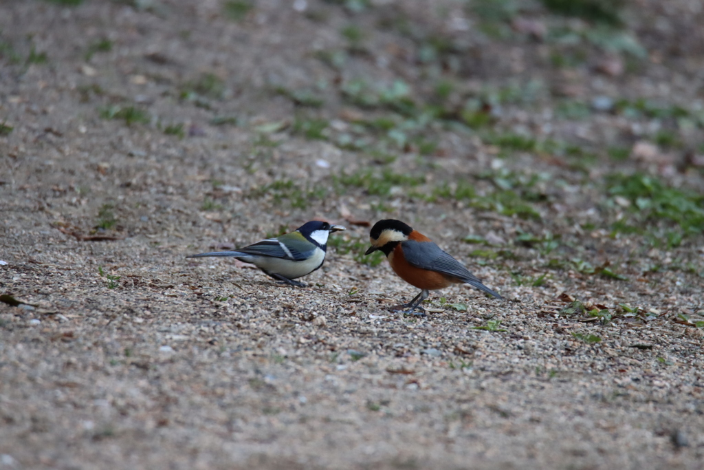 シジュウカラとヤマガラ