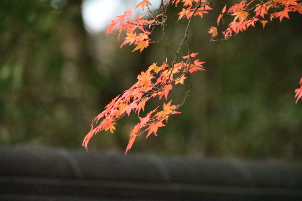 紅葉