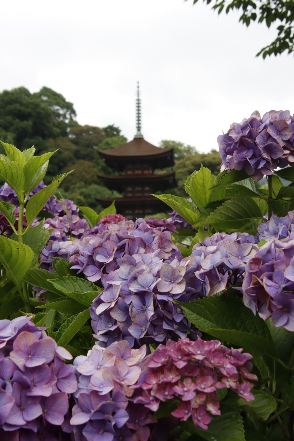アジサイと五重塔4