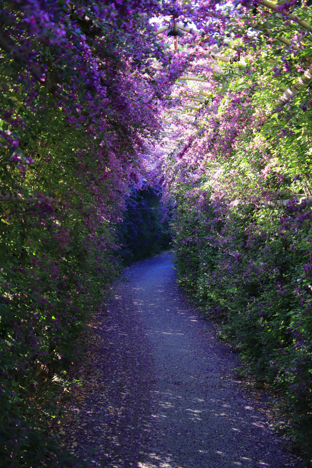 ハギのトンネル