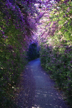 ハギのトンネル