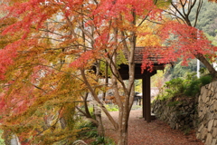 重源の郷の紅葉6