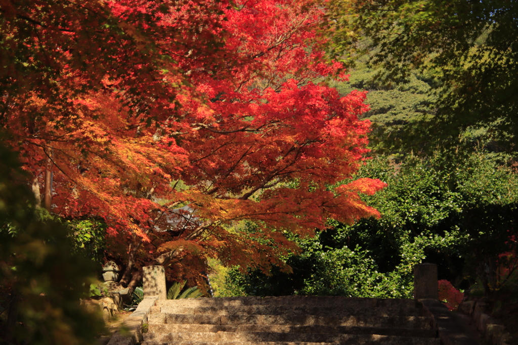 両足寺紅葉2