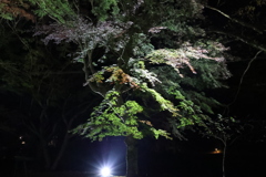 大寧寺ライトアップ