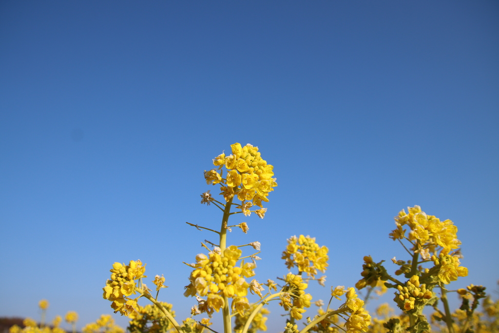 青空と菜の花