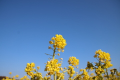 青空と菜の花