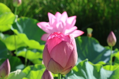 天平の池の大賀蓮3