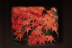紅葉