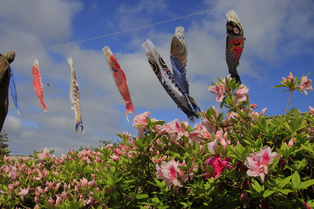 ツツジと鯉のぼり