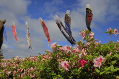 ツツジと鯉のぼり