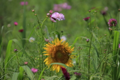 コスモスの中の１輪のひまわり