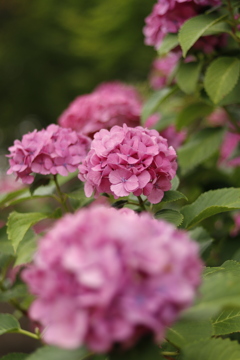 紫陽花３