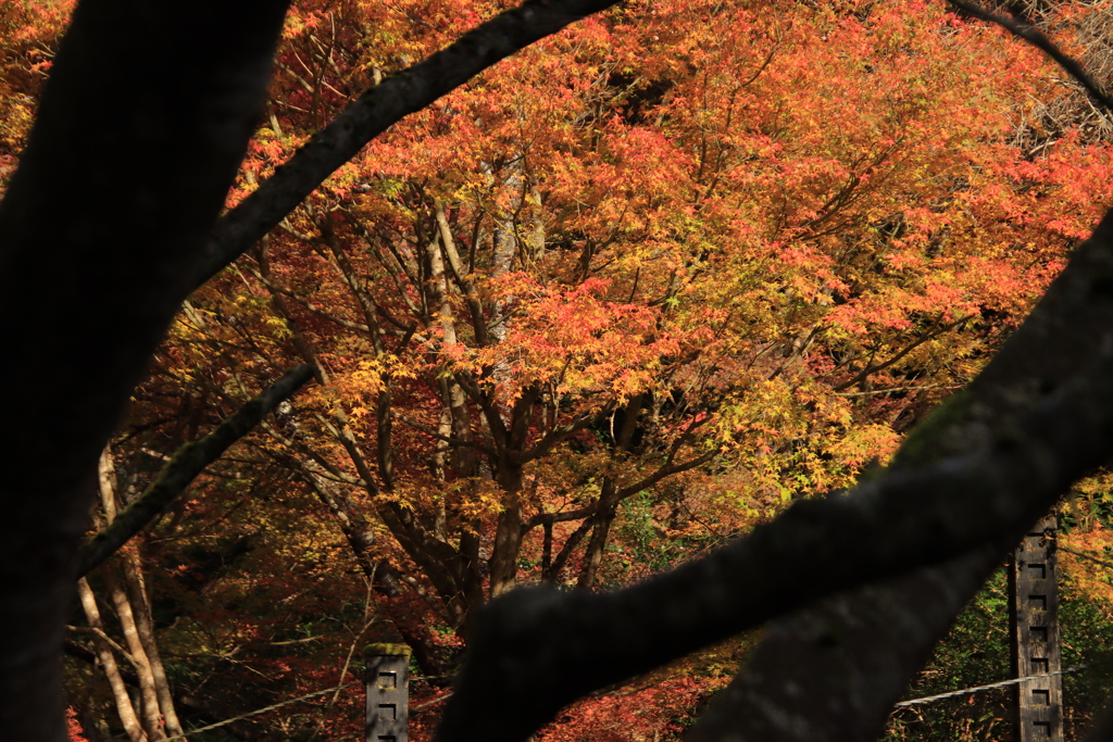 重源の郷紅葉6