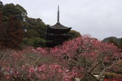五重塔と梅3