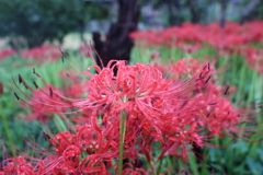 彼岸花5