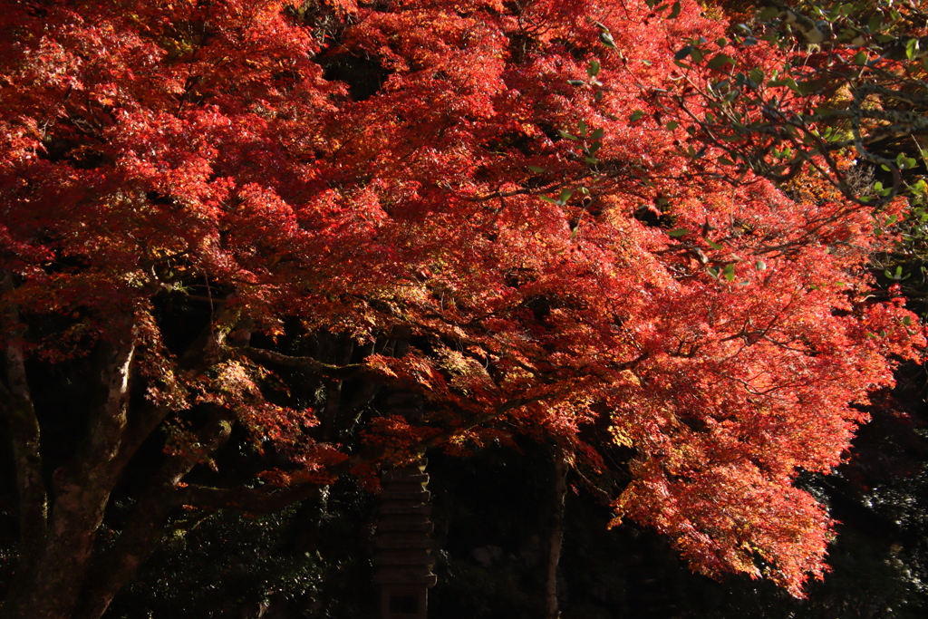 堀氏庭園紅葉6
