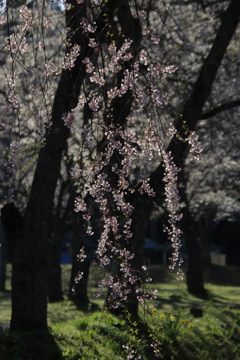 しだれ桜