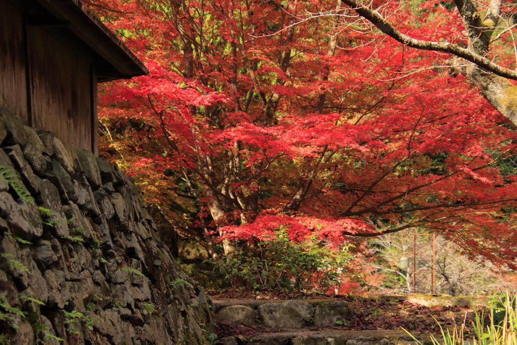 重源の郷紅葉5