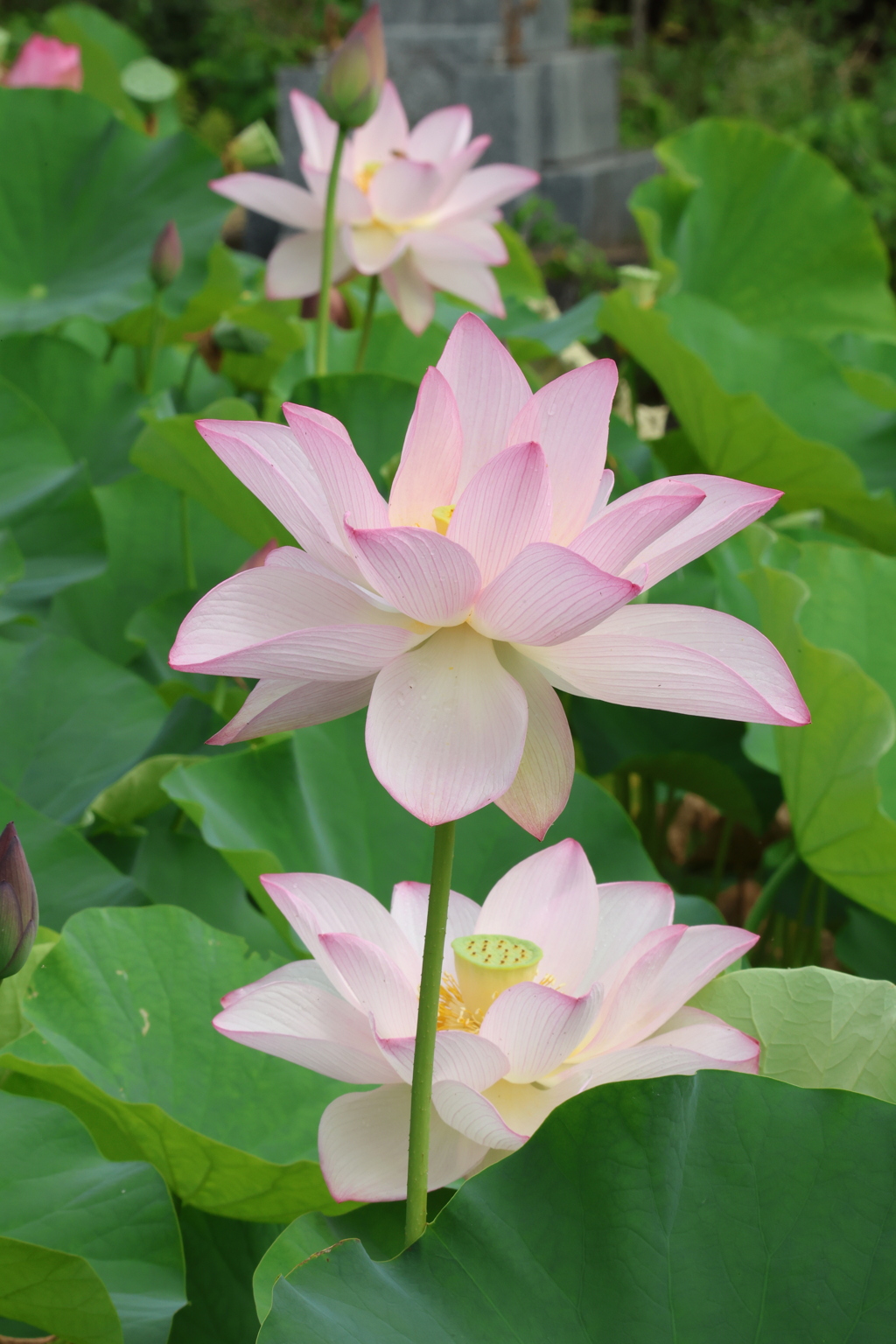 源久寺の大賀蓮7