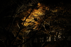 大寧寺ライトアップ2