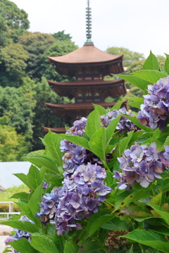 アジサイと五重塔