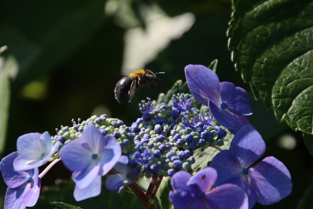 あじさいとクマバチ